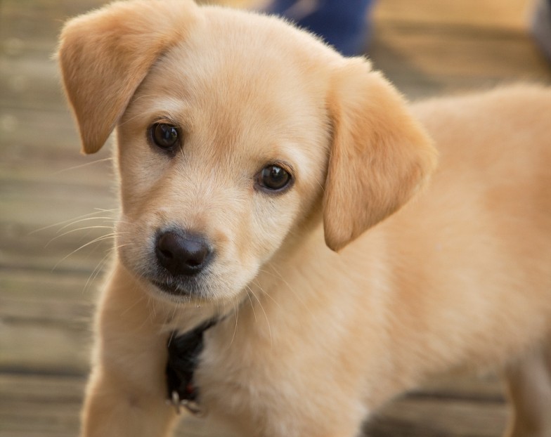 I cuccioli teneroni