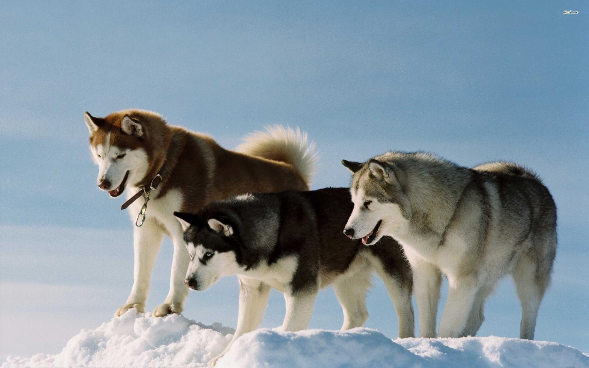 Gli Husky