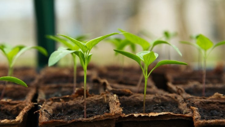 Come aiutare una pianta a crescere più velocemente?