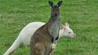 Il canguro è uno tra gli animali più conosciti. Si possono trovare sia in Australia sia in Nuova Giunea. Alcune specie pesano al massimo 5 kg, altre veramente grandi, possono […]