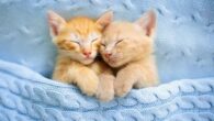 Benvenuti in un nuovo articolo. Oggi vi parlerò dei gatti.😍 I gatti: descrizione I gatti sono animali notturni e fanno parte della grande famiglia dei felini. Sono quadrupedi e possono […]
