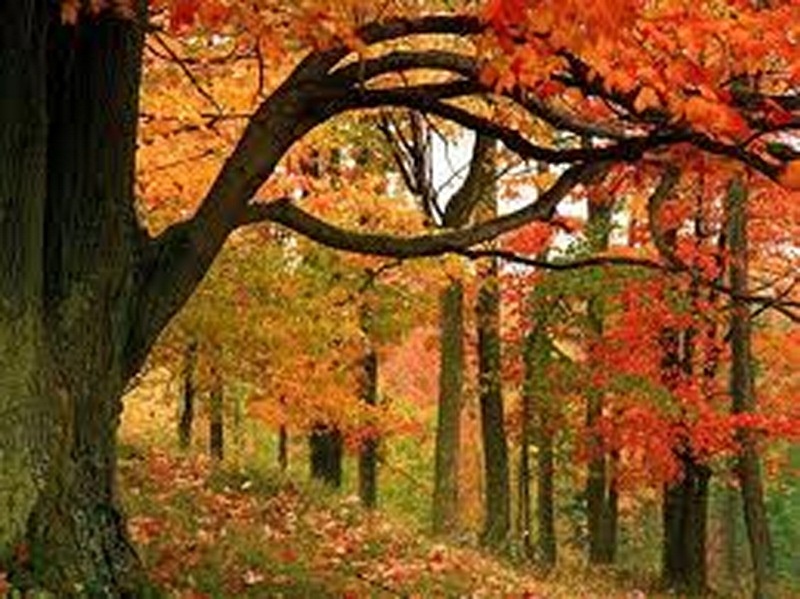 Poesia d’autunno – Ottobre