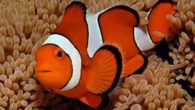 Possiamo dire tante cose che sappiamo del Pesce Pagliaccio per esempio che è chiamato cosi per i suoi svariati colori (arancione, bianco, rosso e nero), ma quello che non sappiamo […]