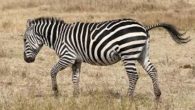 La zebra appartiene alla classe dei mammiferi e fa parte della famiglia degli equidi. E’  lunga circa 2,5 metri, pesa da 175 a 400 Kg e la coda è lunga […]