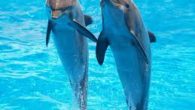 Il delfino è uno di quei pochi mammiferi acquatici che l’uomo conosce veramente bene e con cui ha cercato di interagire sin dall’inizio. I delfini sono predatori e cacciano le […]