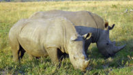 Il Rinoceronte bianco, detto anche rinoceronte camuso è un mammifero perissodattilo della famiglia dei rinocerontidi, di cui è il più grande rappresentante. Inoltre è il più grande animale terrestre. La colorazione […]