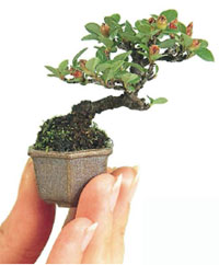 Bonsai