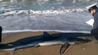 Squalo spiaggiato a Ostia: si tratta di uno squalo verdesca,,lungo più di due metri, di quasi un quintale di peso. Niente paura perché questo genere di squali non attacca l’ […]