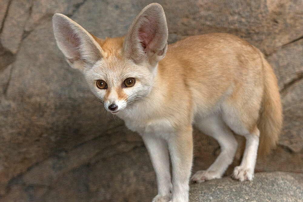 Il fennec, un animale del deserto.