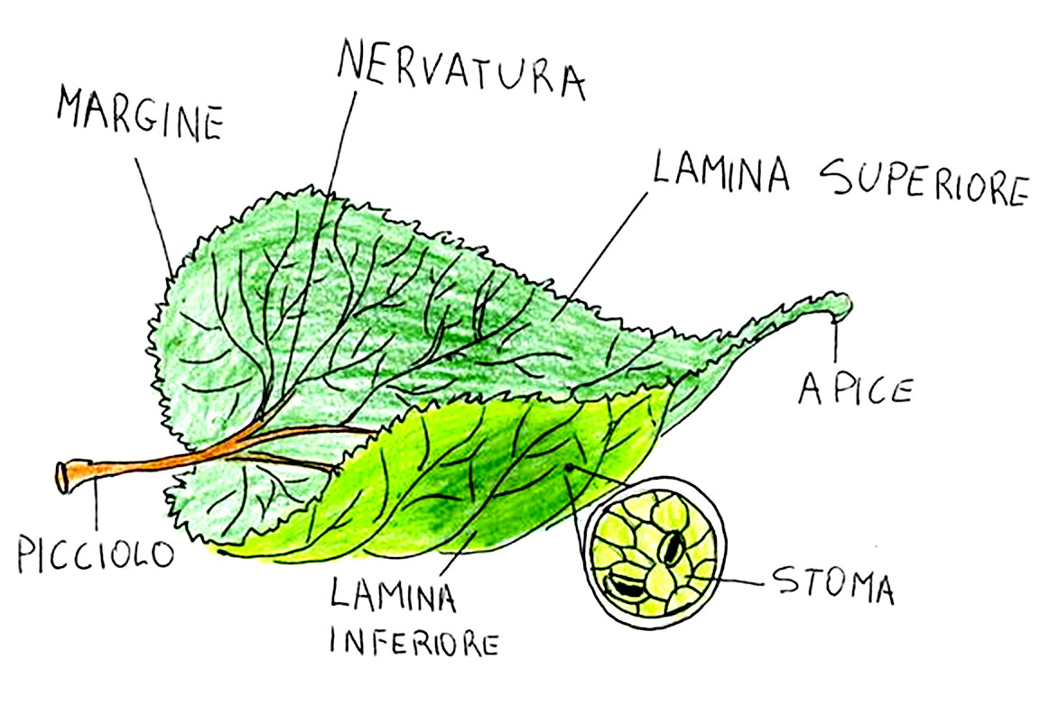 La struttura delle foglie