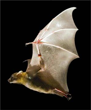 Il pipistrello