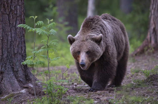 Orso bruno