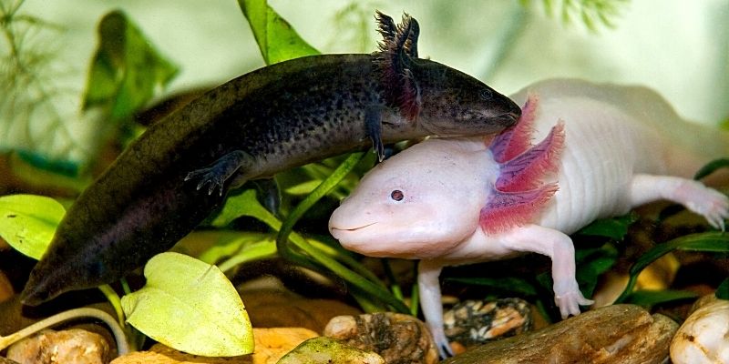 Axolotl